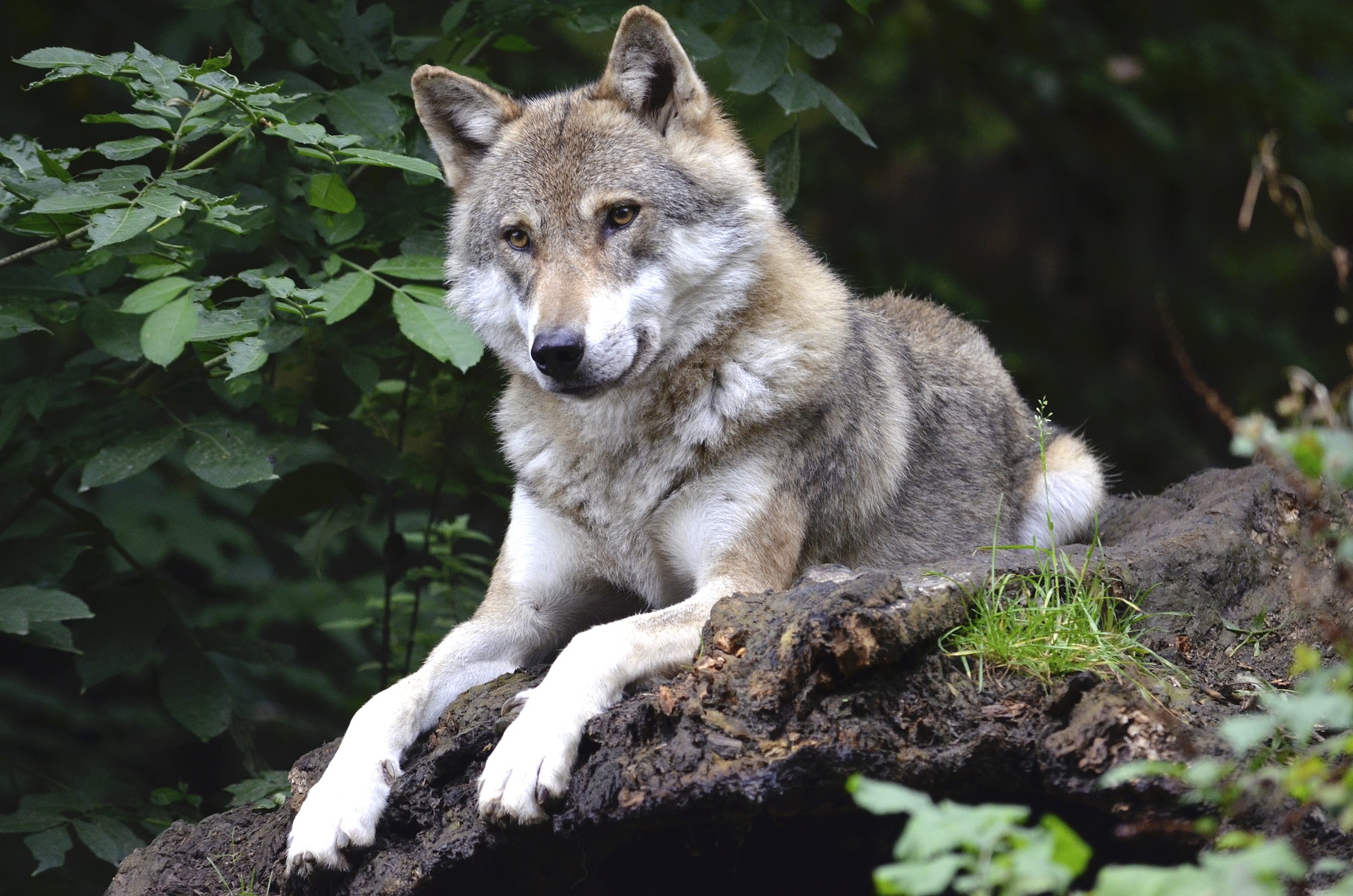 Sind Wölfe beim wildcampen eine Gefahr für uns Menschen?