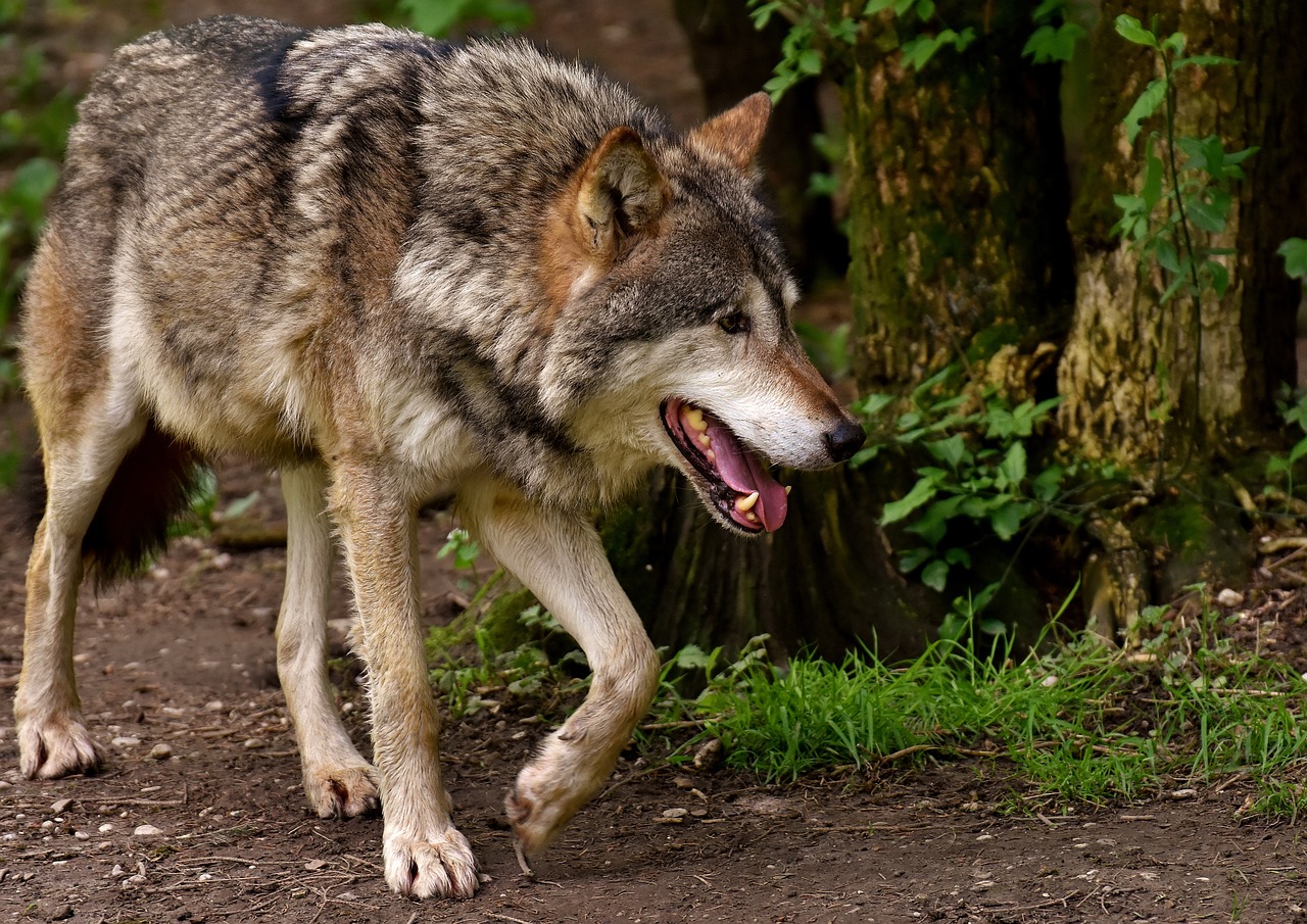 Sind Wölfe beim Wildcampen eine Gefahr?