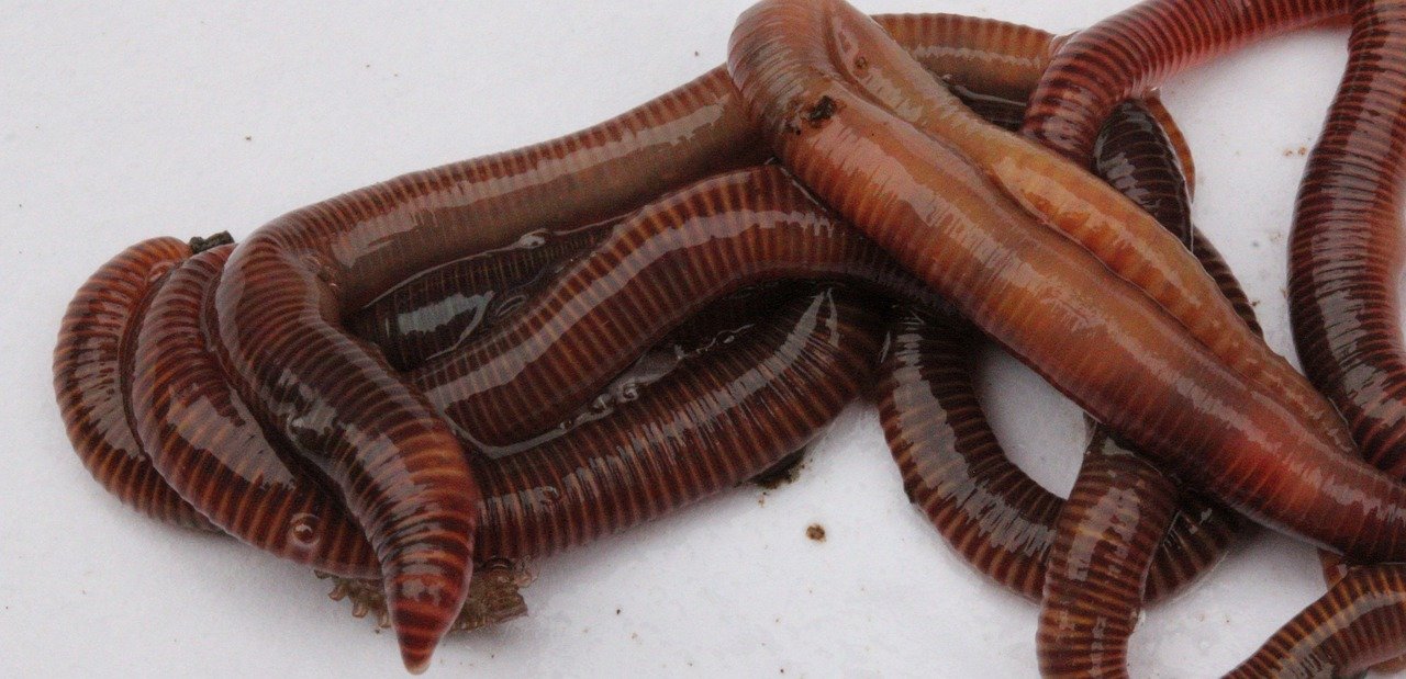 Angeln mit Mistwurm Angeln mit Mistwurm